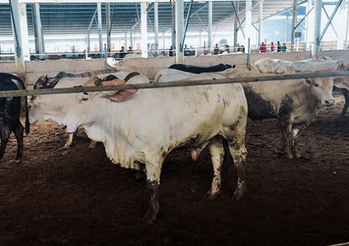 “Treo giò” trang trại chăn nuôi trâu bò gây ô nhiễm môi trường