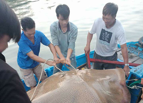 Ngư dân Bình Thuận bắt được cá đuối bông nặng 120 kg