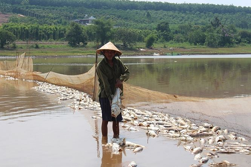 Hàng chục tấn cá đột nhiên chết hàng loạt, người dân đứng ngồi không yên