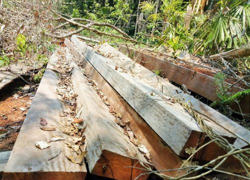 Phát hiện thêm một cánh rừng ở Quảng Nam bị tàn phá