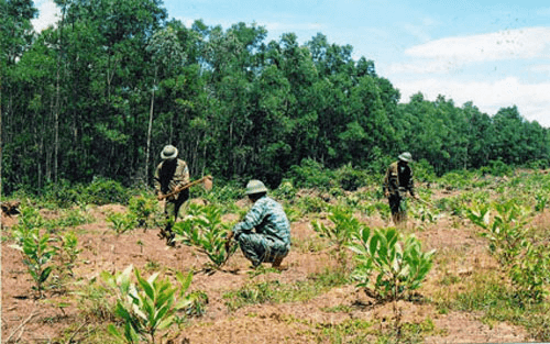 Yên Bái trồng 7.100 ha rừng trong vụ xuân