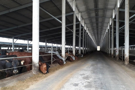Nghệ An: Trang trại bò Úc xây dựng “chui” trên hàng chục héc ta đất lâm nghiệp