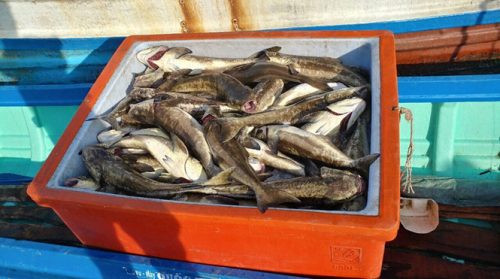 Sinh vật lạ làm chết hơn 4,5 tấn cá bớp ở Kiên Giang
