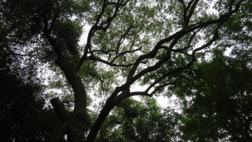 Ngỡ ngàng cây Dã hương nghìn năm tuổi, “báu vật” rừng Yên Thế