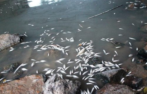 Cá chết nổi trên sông Bàu Giang nghi do bị xả thải gây ô nhiễm