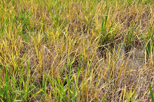 Bệnh vàng lùn – lùn xoắn lá gây hại hơn 2.300 ha lúa hè thu