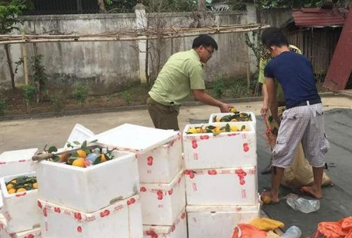 Tiêu hủy 200kg cam lá nhập lậu tại Nghệ An