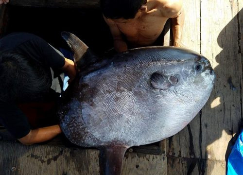 Ngư dân Huế câu được cá mặt trăng “khủng” nặng 32kg