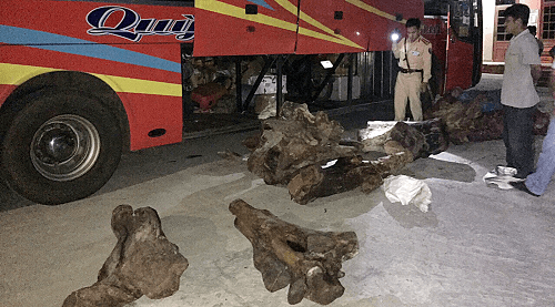 Thu giữ 837kg gỗ trắc “đi xe khách” tại Quảng Nam