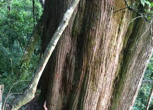 Hà Tĩnh: Phát hiện cây pơ mu khổng lồ 1000 năm tuổi