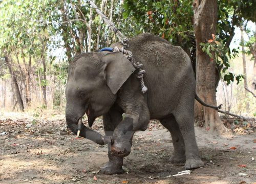 Tồn tại nhiều thách thức trong công tác bảo tồn voi ở Đắk Lắk