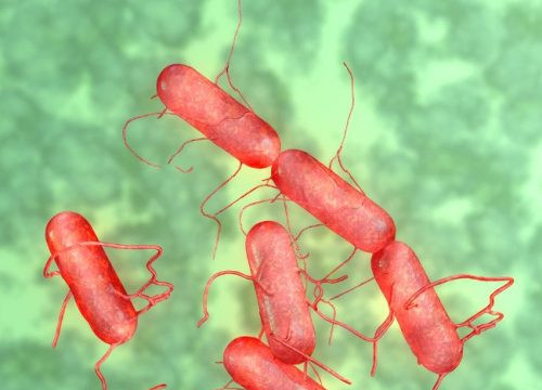 Sơn La: Nguyên nhân vụ 368 người bị ngộ độc là do nhiễm trực khuẩn Salmonella