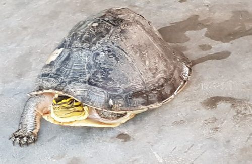 Thầy giáo ở Sóc Trăng mua lại con rùa hộp quý hiếm để phóng sinh