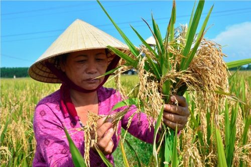 Quảng Bình: Người dân khóc ròng vì lúa lép hạt bất thường