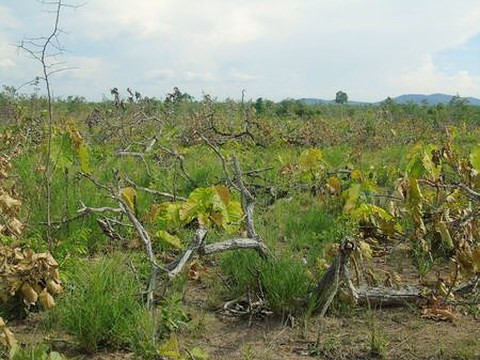 Phát hiện 18ha rừng biên giới ở Đắk Lắk bị phá trắng