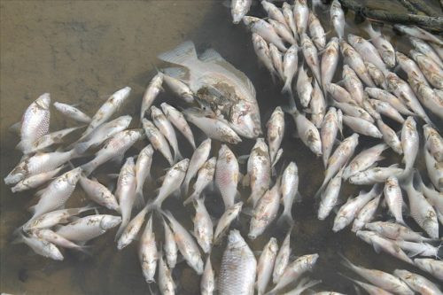 Vụ cá chết trắng sông Bàu Giang: Chính quyền không tìm được “thủ phạm”