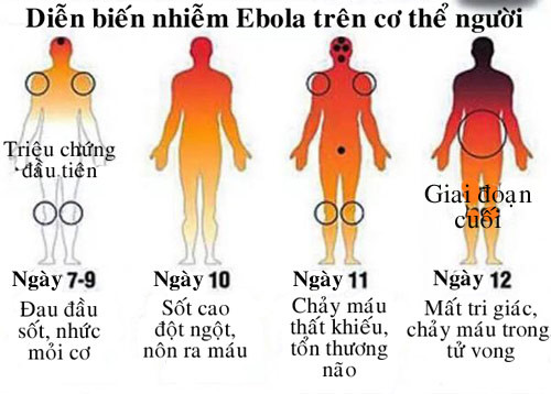 Dịch bệnh Ebola có xu hướng gia tăng tại Công gô