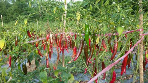 Quảng Trị: Nông dân trồng ớt lao đao vì doanh nghiệp “chạy làng”