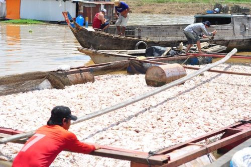 Số cá chết trên sông La Ngà đã lên tới 1.500 tấn