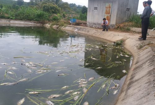 Cá chết bất thường tại Kon Tum là do nước bị nhiễm nấm