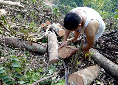 Gần 7ha rừng tại Bắc Kạn bị chặt phá trái phép