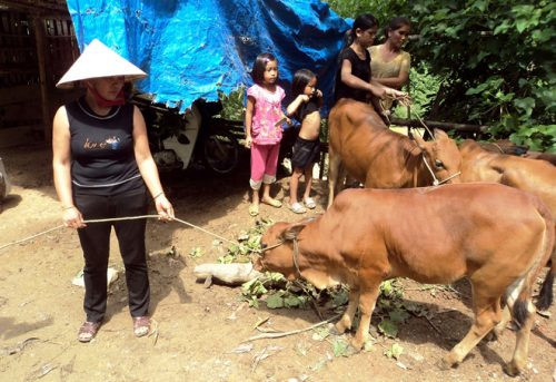 Nghệ An: Huyện thừa nhận thiếu xót vụ bò giống hỗ trợ dân bị lở mồm long móng