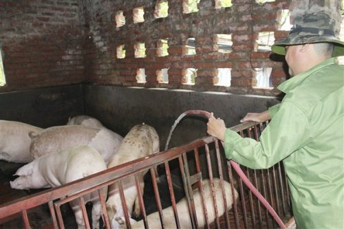 Hà Nội: Tập trung thực hiện chống nóng cho gia súc, gia cầm