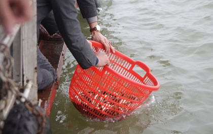 Nha Trang: Thả 2.400 con cá giống, hải sâm về biển