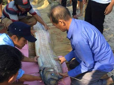 Xuất hiện cá voi trôi dạt vào bờ biển Thừa Thiên – Huế