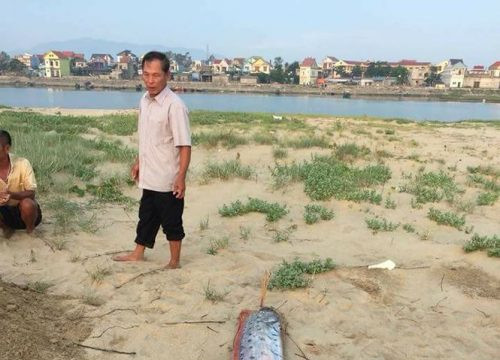 Xác cá “hố ông” liên tục dạt vào bờ biển Quảng Bình – Hà Tĩnh