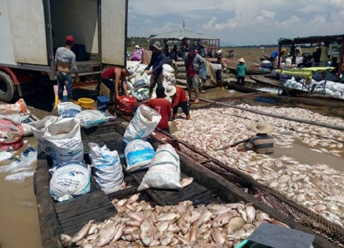 Thiên tai làm thiệt hại hơn 1500 tấn cá tại Đồng Nai