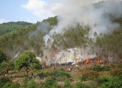 Bắc Giang: Đề cao công tác phòng, chống cháy rừng