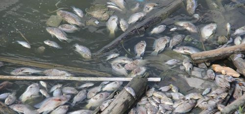 Cá chết dạt bờ, bốc mùi hôi thối tại hồ điều hòa lớn nhất Hạ Long