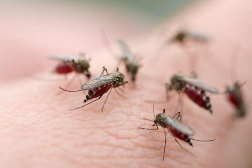Tiềm ẩn nhiều nguy cơ bùng phát dịch sốt xuất huyết
