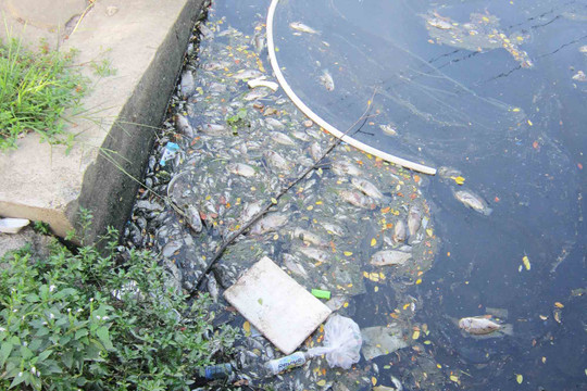 Quận Thanh Khê – Tp. Đà Nẵng: Cá chết dạt vào bờ và bốc mùi hôi thối trên sông Phú Lộc