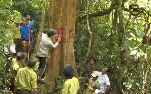 Quảng Nam lập lý lịch cho rừng để bảo vệ rừng