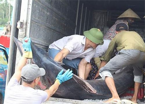 Cá kìm cờ “khủng” sa lưới ngư dân Nghệ An