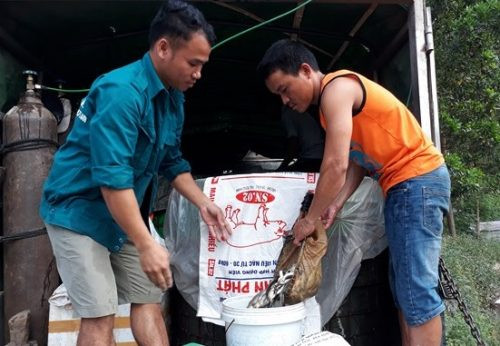 Nghệ An: Gần 4 tấn cá giống trợ giá được cấp cho nông dân