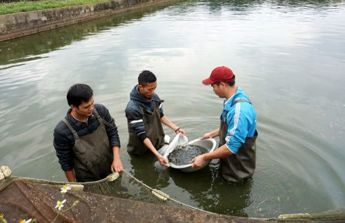 Trợ giá gần 4 tấn cá giống cho người dân Nghệ An
