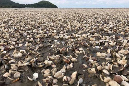 Gần 300 tấn nghêu chết bất thường ở tỉnh Trà Vinh