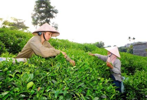 Sâu bệnh gây hại hơn 1.200ha cây chè Thái Nguyên