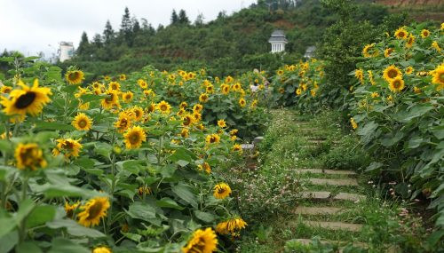 Check-in đồi “hoa mặt trời” đẹp hơn trong phim ở chân núi Fansipan