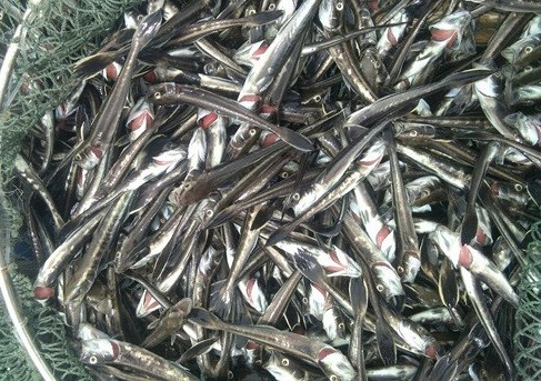 Bình Thuận: Cá nuôi lồng bè chết hàng loạt tại khu vực nhà máy nhiệt điện Vĩnh Tân