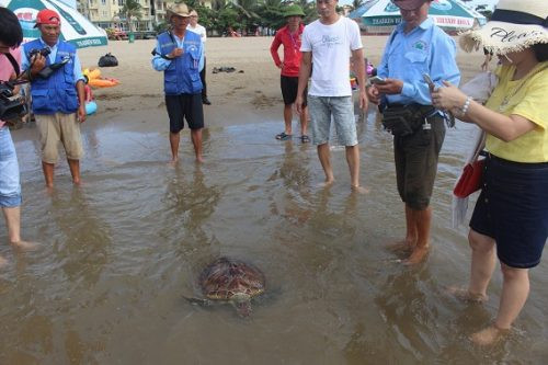 Thả một cá thể rùa biển quý hiếm về môi trường tự nhiên