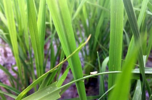 Nguy cơ bùng phát bệnh lùn sọc đen gây hại cho lúa