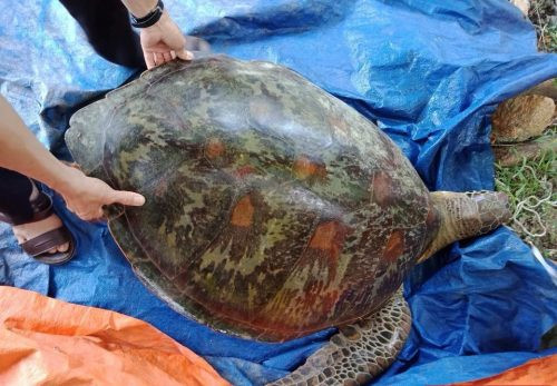 Một cá thể rùa biển quý hiếm bị chết do mắc lưới cá của ngư dân