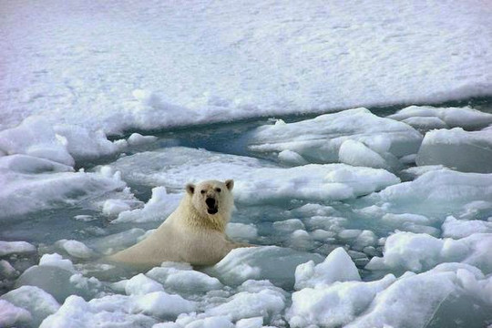 Nhiệt độ tại Bắc Cực tăng nhanh là mối họa đối với các di chỉ khảo cổ