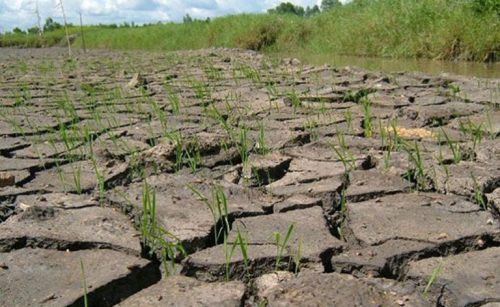 Phú Yên: Khoan giếng ngầm cứu lúa bị khô hạn
