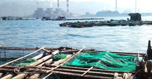 Cá chết hàng loạt ở Vĩnh Tân do nước biển thiếu ôxy và có tảo