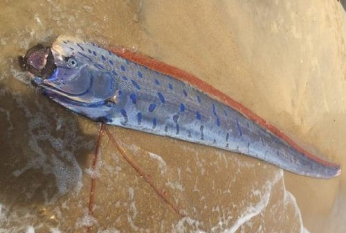 Xác cá hố rồng “khủng” trôi dạt vào bờ biển Thừa Thiên – Huế